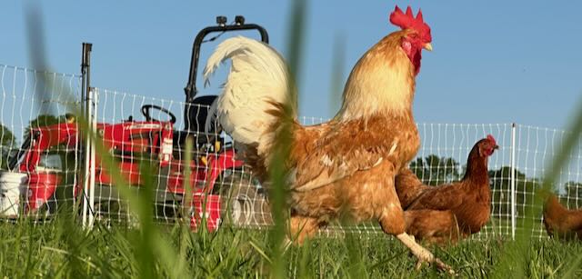 rooster.jpeg